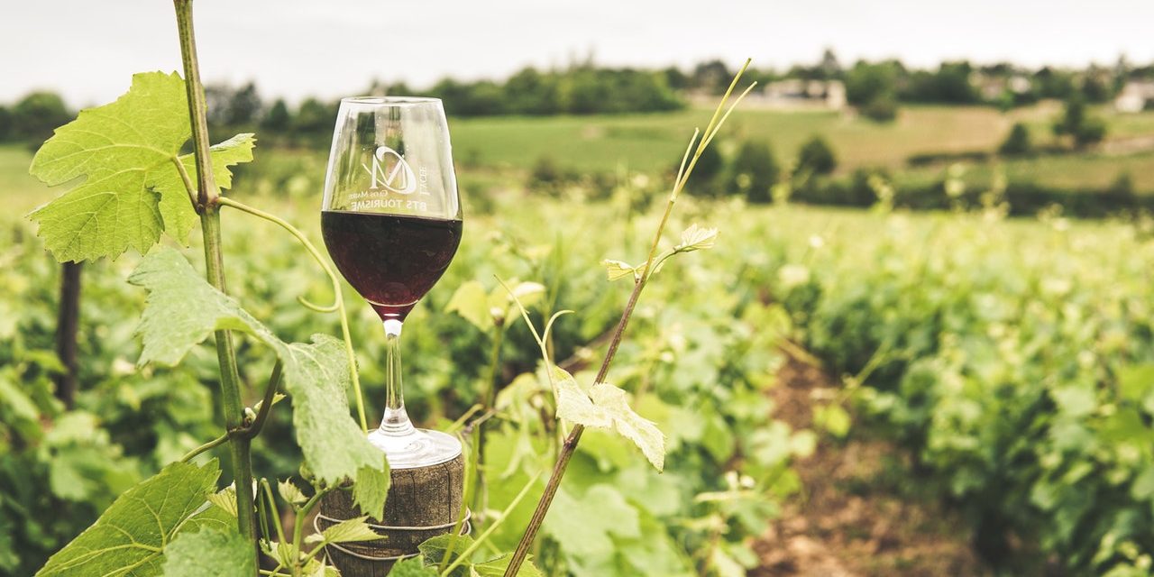 Традициите във винопроизводството, благоприятствани от климата и промените му