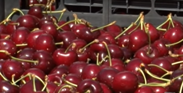 Традиции: 110 черешови сорта и хибриди на Празника на черешата, Кюстендил-2021, представи Институтът по земеделие там
